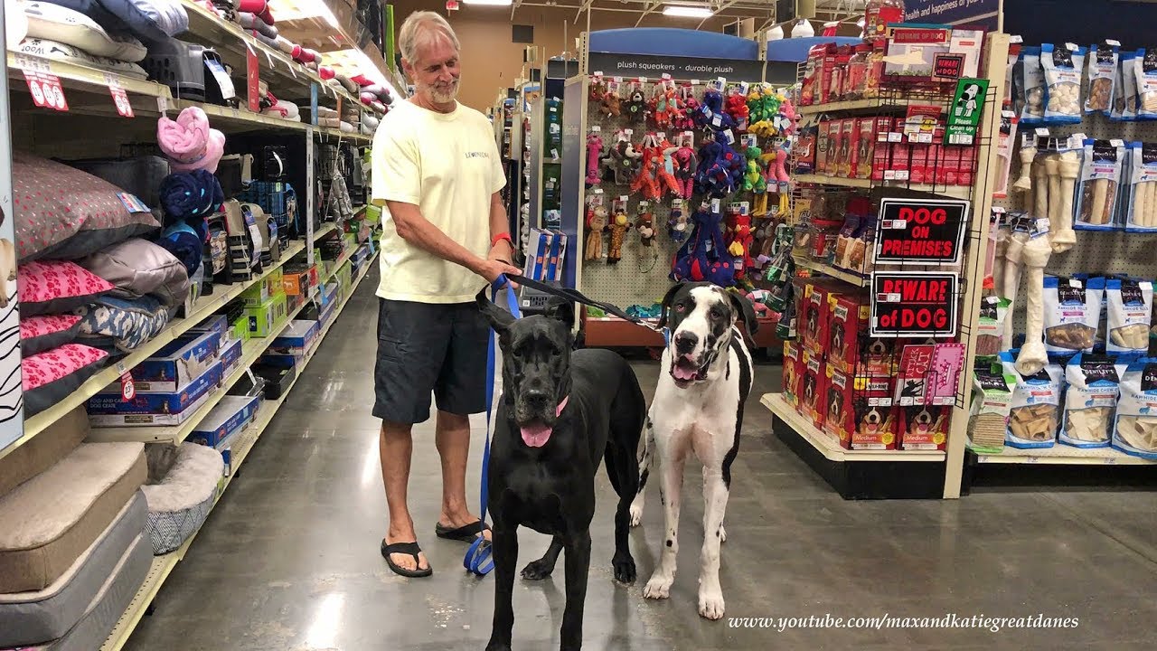 Great Danes Have Fun In The Toy Aisle at the Pet Store