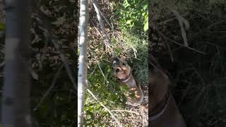 Polly Vs The Unbreakable Branch Strong Staffy Morning Workout