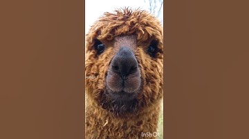 #alpaca #cute alpaca #nose