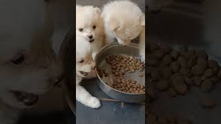 chewing sound on#puppies #dogshorts #doglife #farmlife#offthegrid#puppy #furbaby