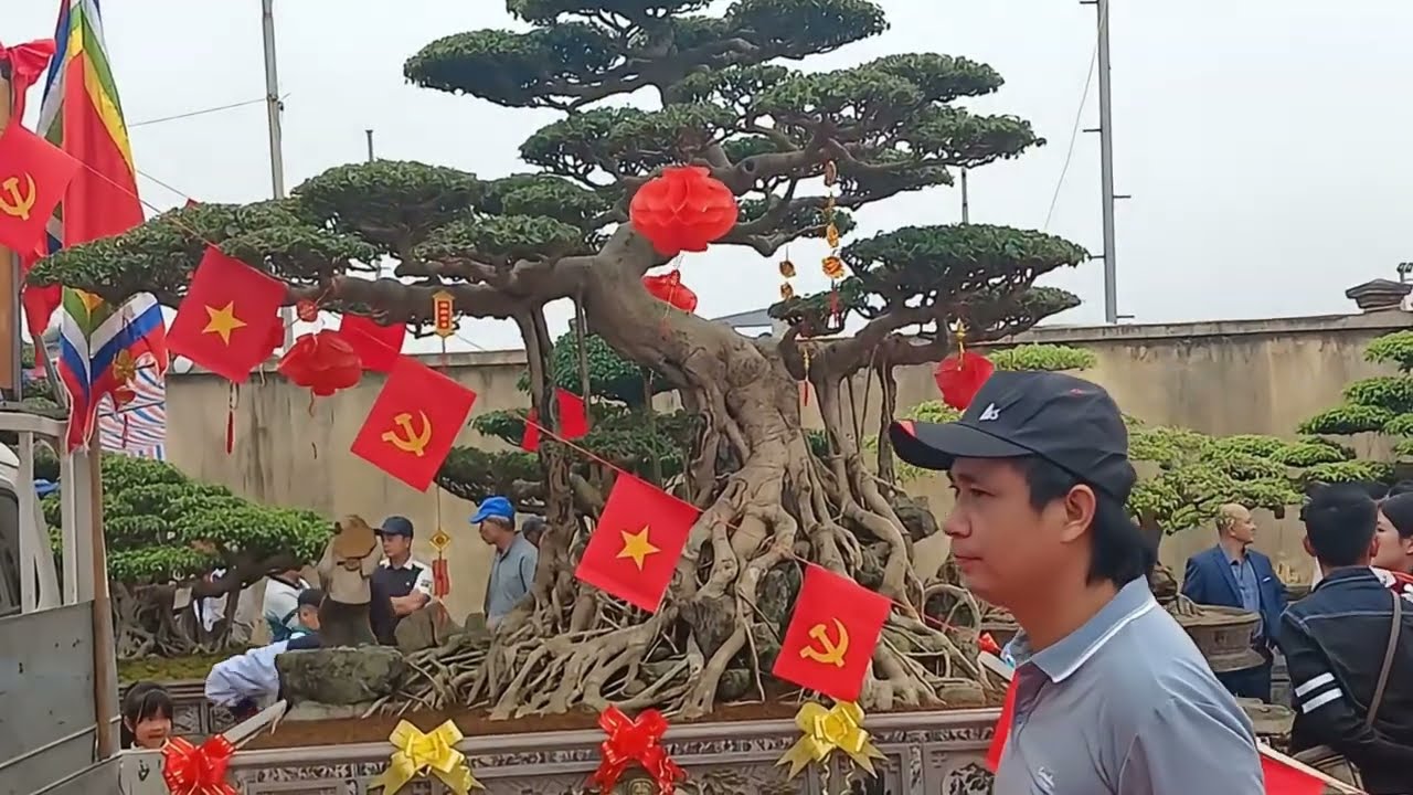 盆栽エッセンスTV ⭐ 直立した紳士的な形をした、10億ドルの盆栽。#盆栽 #盆栽アート #盆栽ツリ