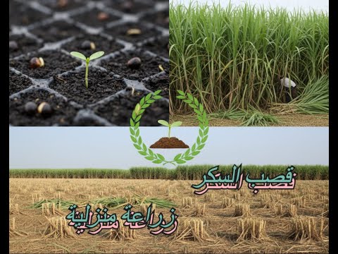 دليلك الشامل لزراعة قصب السكر وتحقيق أرباح خيالية
