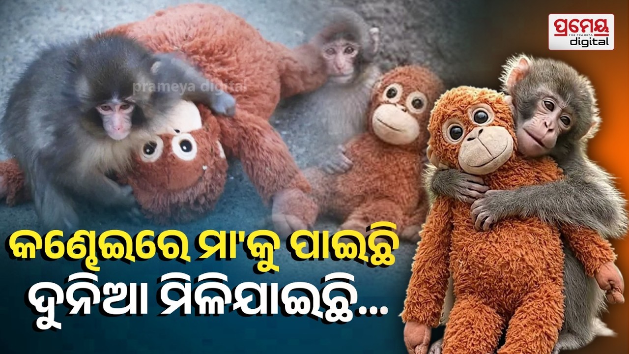 Baby Monkey’s Viral Story: Lost Mother, Found Love | ସୋସିଆଲ୍ ମିଡ଼ିଆରେ ଏବେ ବେବି ମାଙ୍କଡର କାହାଣୀ ଭାଇରାଲ