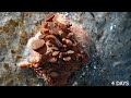 Pink oyster mushroom growing  timelapse