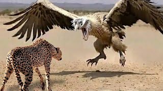 The Biggest and Most Powerful Eagle in The World