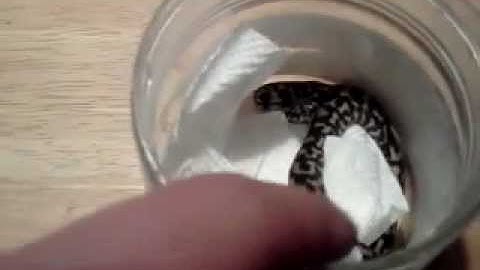 Me unboxing my new jungle carpet python