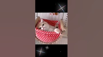cute! cat.