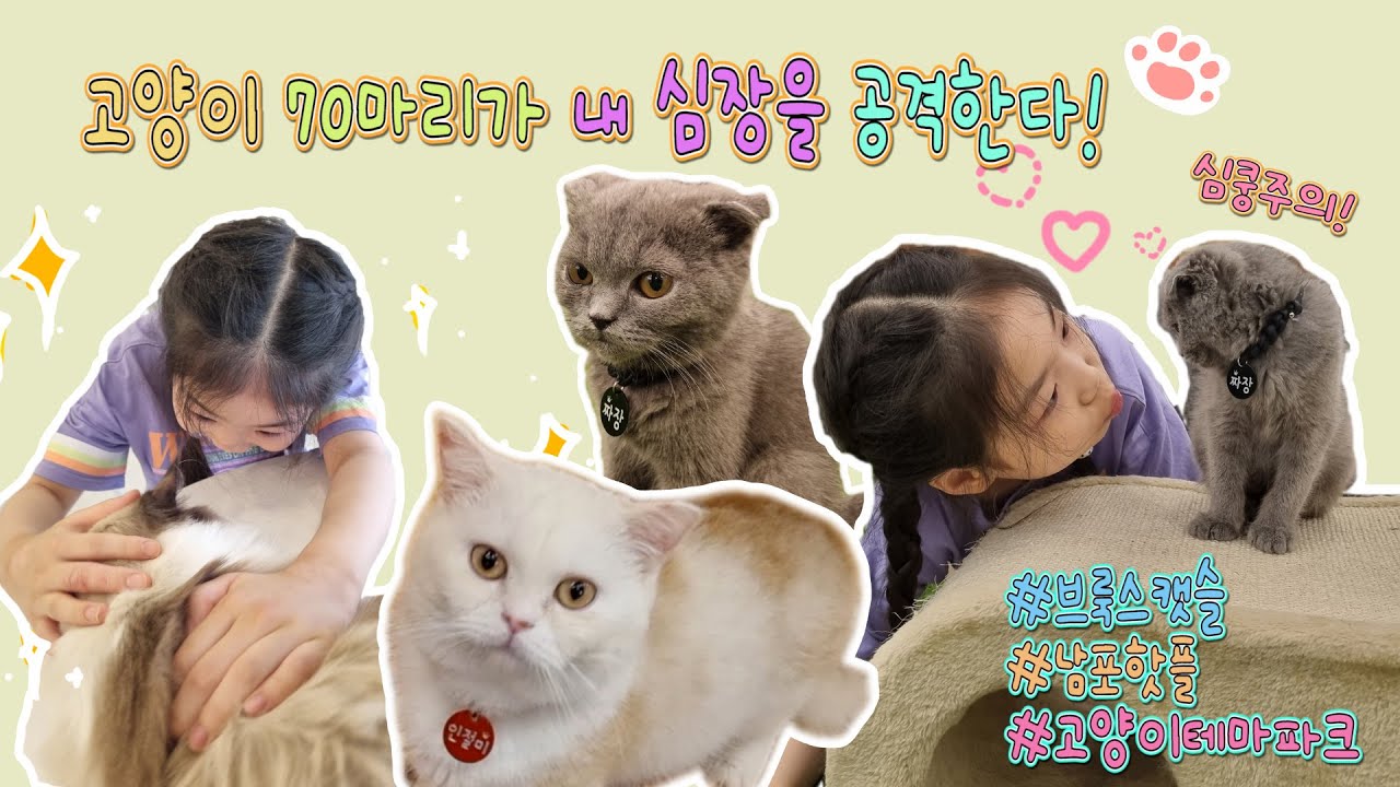 부산 고양이카페 - 남포 신상핫플 캣 테마파크 브룩스캣슬 방문기 / 아깽이 심장어택 주의!