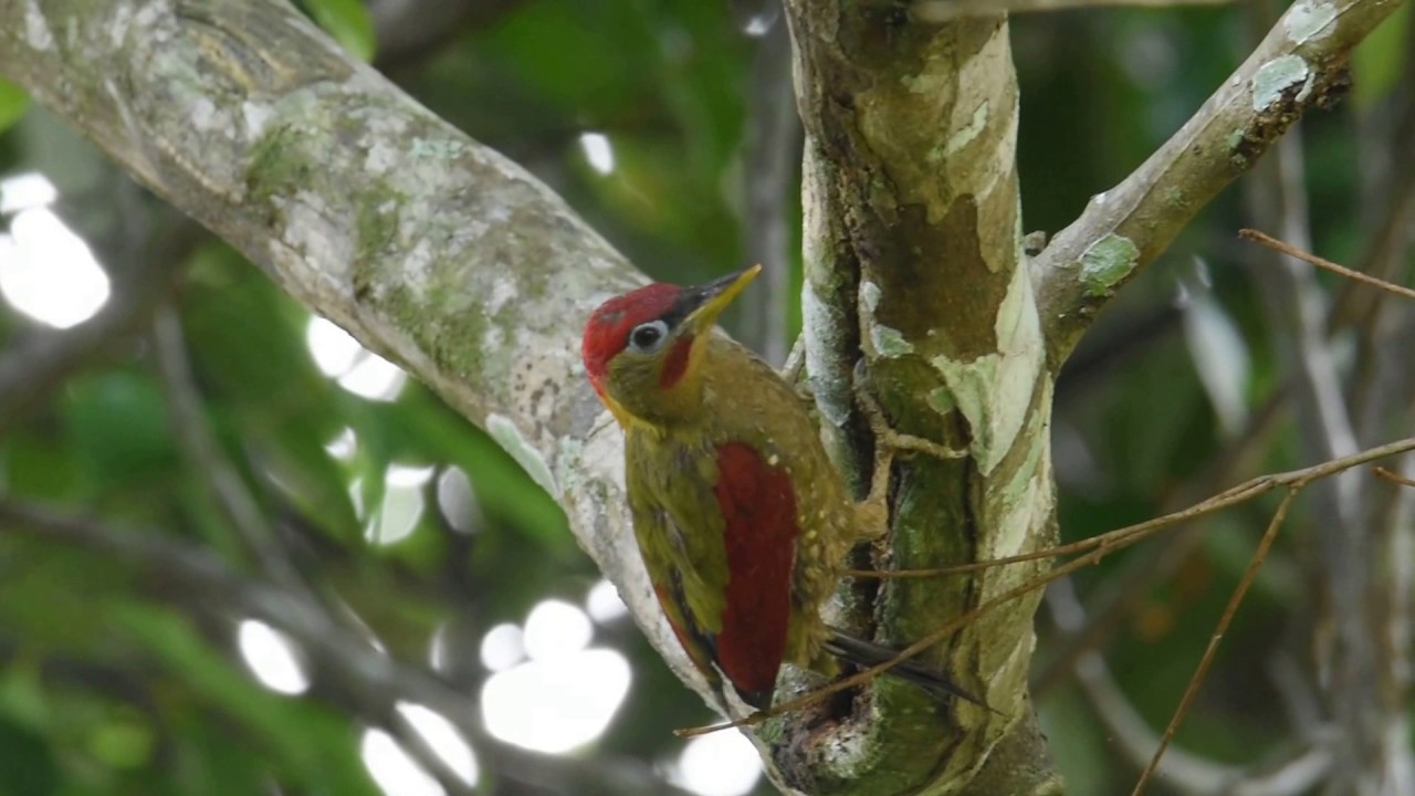 Crimson Winged Woodpecker ..Malaysia 