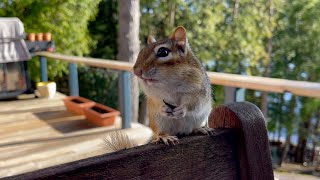 Chipmunk Terry's cautious about what his daughters will do.