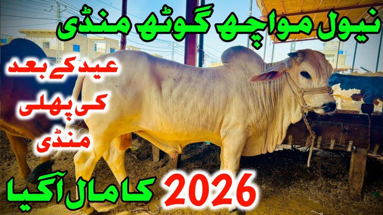 Naval Moach Goth Maweshi Mandi Me Qurbani 2026 ka Mall Agaya 