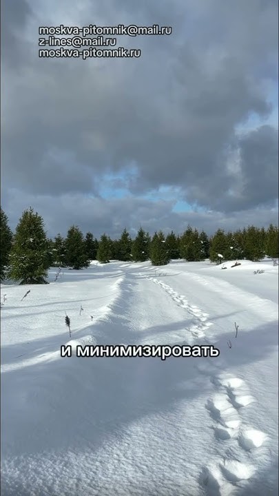 Почему крупномеры пересаживают зимой? #ель #питомникрастений #сосна # ...