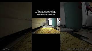 Watch what they do 😱🐀 Wealth