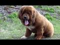 Brutal boy of the Tibetan mastiff. 4 months. FCI. Брутальный парень Тибетский мастиф. 4 месяца