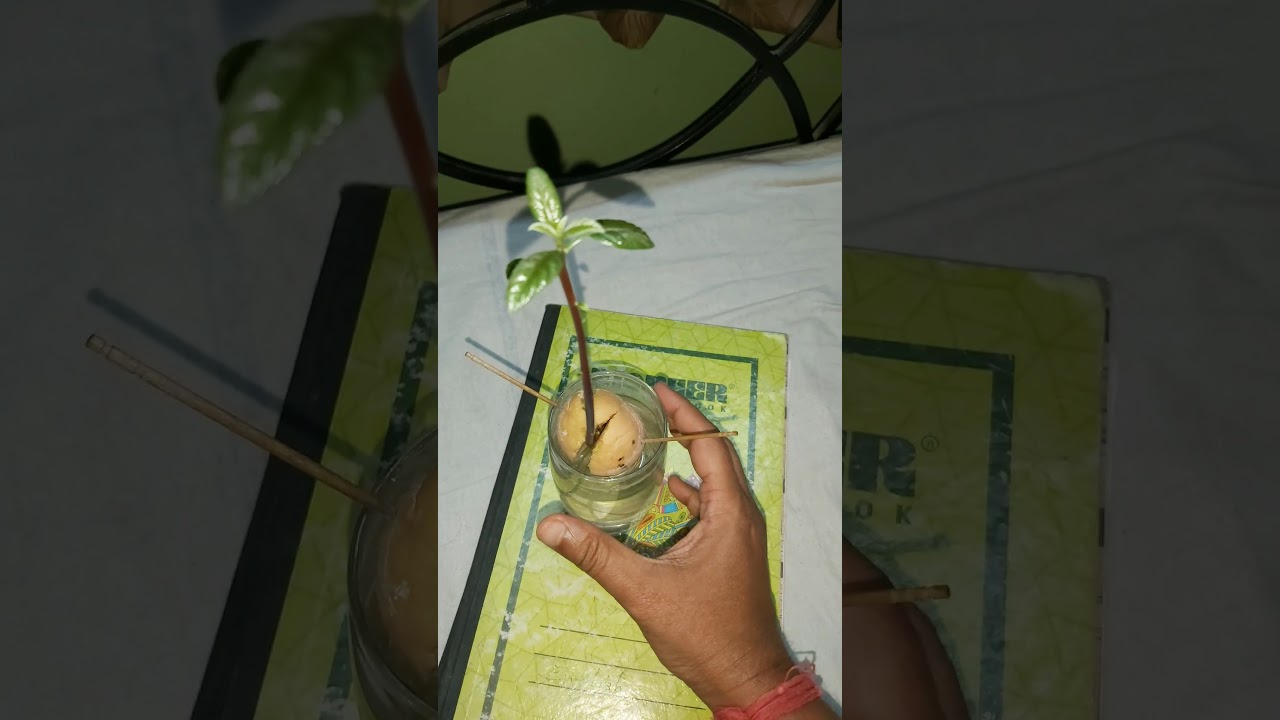 Avocado tree