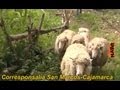 Conociendo la riqueza del Valle de Condebamba en Cajamarca