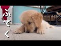 悪さをした子犬に注意すると、反省どころか不貞腐れるゴールデンレトリバー