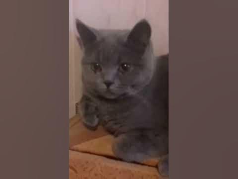 кот плачет 😭😭😭 - YouTube