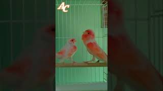 تغريد طائر كناري هائج يجبر أنثى الكناري على إتخاذ وضعية التلقيح | canary singing training