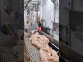 High Tech Modern Hog Slaughterhouse Pork Processing Shorts Pig Farming Technology Viral Fyp 