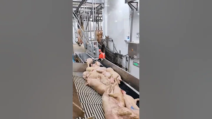 High-tech Modern Hog Slaughterhouse & Pork Processing #shorts #pig #farming #technology #viral #fyp