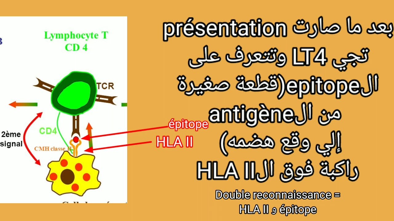 immunité: réponse immunitaire adaptative : RIMH - BAC 2022 بالفلاقي