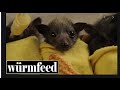 Wrmfeed  bat stew