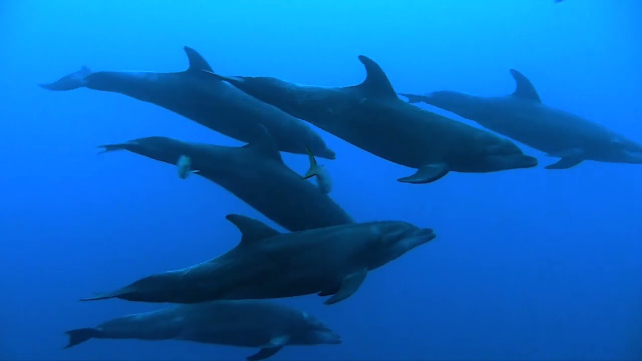 Explore Diving Revillagigedo with Mexico Liveaboards