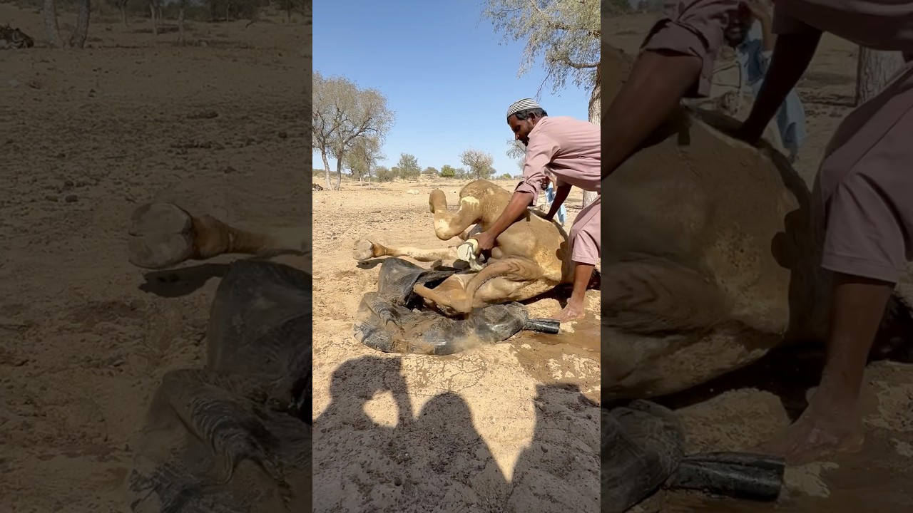 الجمل المتعب يستعيد عافيته بجرّة الماء في عمق الصحراء