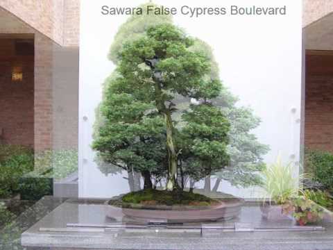 Chicago Botanic Garden Bonsai Trees Wmv You Chicago Botanic Garden Bonsai Trees Wmv