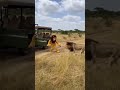 Er Hat Versucht Mit Einem Löwen Im Löwenkostüm Zu Spielen Shorts Wildlife Viral