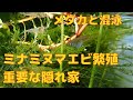 メダカと混泳　ミナミヌマエビ稚エビの隠れ家に最適な水草