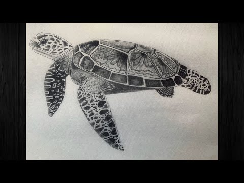 Realistic Sketch of a Majestic Sea Turtle Swimming Over a Coral Reef - Etsy