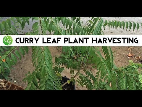 Curry Tree - Pruning & Harvest of Curry Leaf Plant or Tree