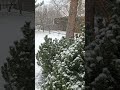 #sníh #zahrada #snezení #zima #snow #garden #snowfall #winter