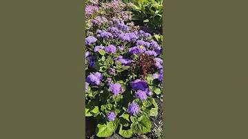 Агератум.🌸🌼