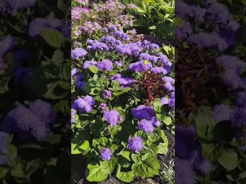 Video: Ageratum-kukka: kuvaus, viljelyn piirteet avopellolla