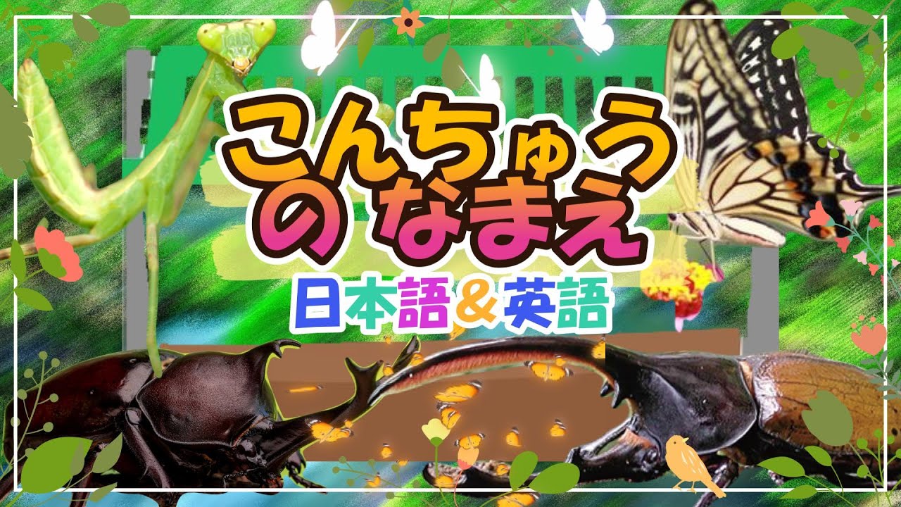 【こんちゅうのなまえⅡ】こんちゅう発見！ こんちゅうを探そう♪ヘラクレスオオカブト カブトムシ　アゲハ蝶 を日本語＆英語で紹介！