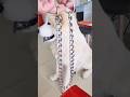 How To PROPERLY Put Prong Collar Chain On Your Dog Doglover Humanbelike Inclusion