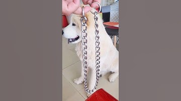 How to PROPERLY put prong collar chain on your dog? #doglover #humanbelike #inclusion