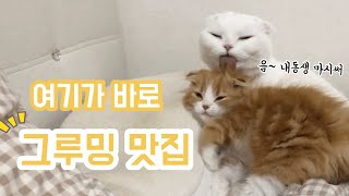 (ENG SUB) Let me introduce you to a store that is good at cat's grooming.