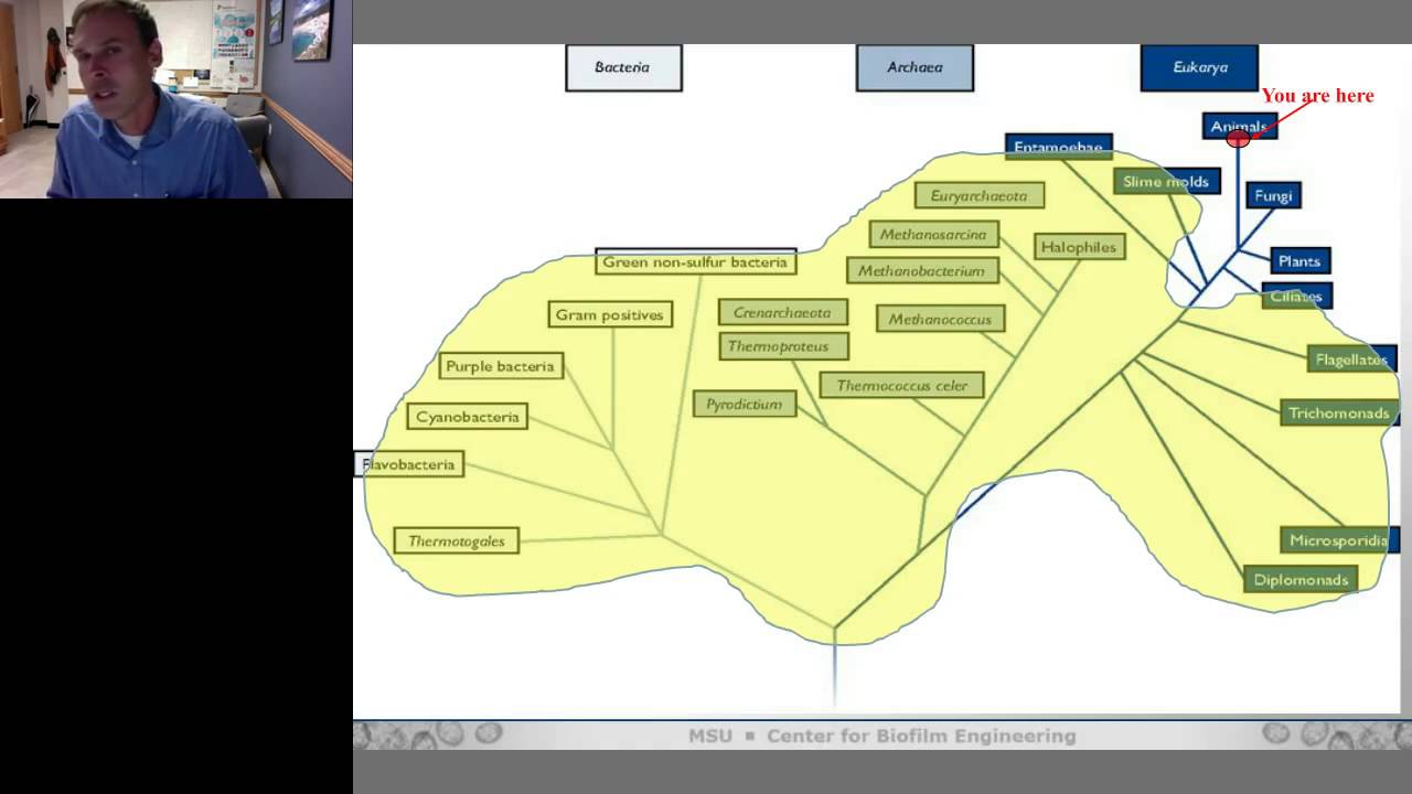 Matthew Fields - Biofilm Diversity and Ecology