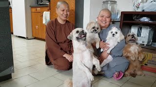 Các bé đi chùa lễ PhậtThe babies going to temple worshipping Buddha.