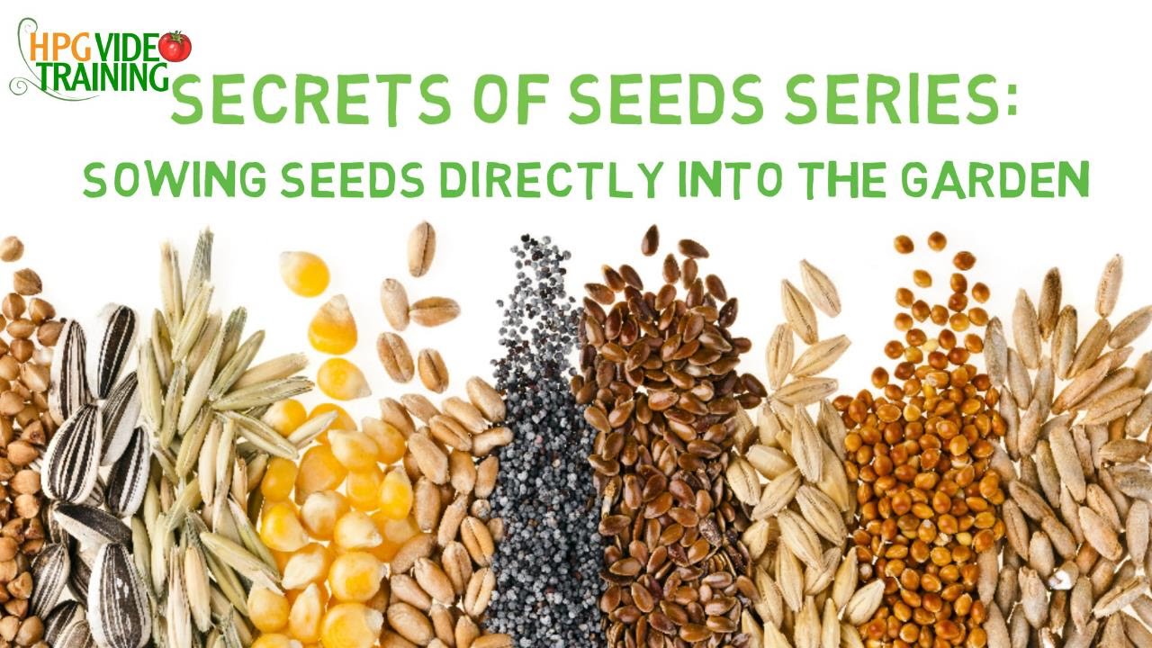 Directly Sow your Garden Seeds Secret of Seeds Series Ep. 5 YouTube