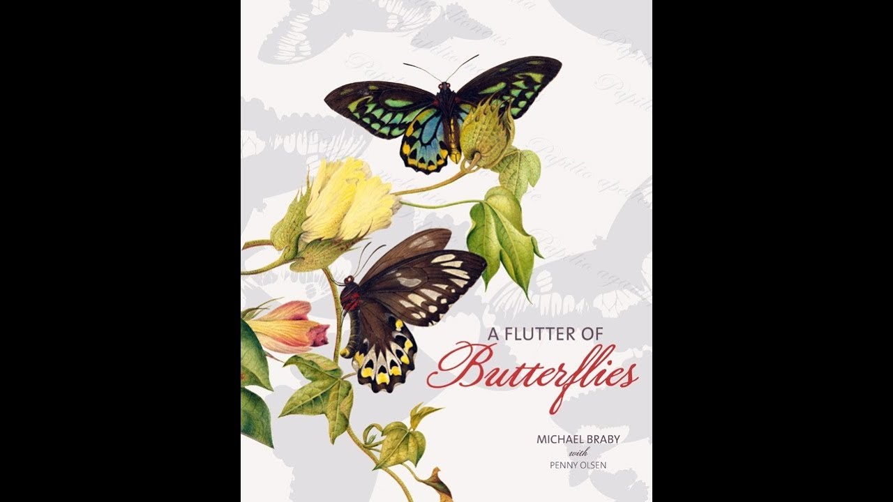 camera iphone 8 plus apk A Flutter of Butterflies - ABC Radio