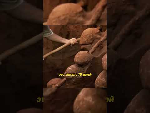🐜 Что скрывает подземное царство муравьёв? #шортс