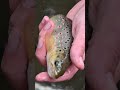 Bachforelle komplett in der Luft #fishing #topwater #troutfishing