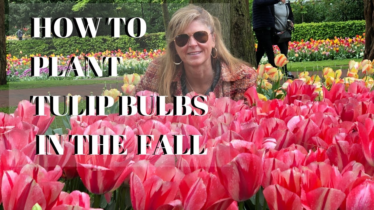 Growing Tulips In The Fall How To Plant Tulip Bulbs Kelly Lehman Growing Tulips In The Fall How To Plant Tulip Bulbs Kelly Lehman