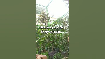 Burung mencari Perlindungan dari Air Hujan #aviary #kicaumania #kandangaviary #kicaumanianusantara