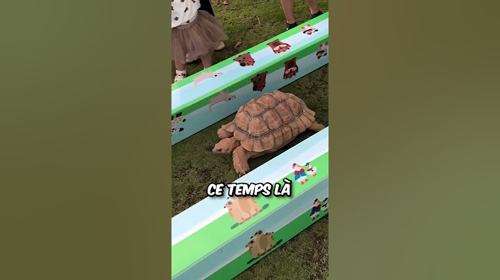 Qui va Gagner cette Fameuse Course ? 🐰🐢